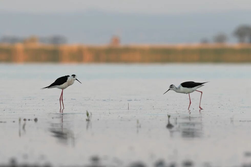 Black-Winged Stilt in lake