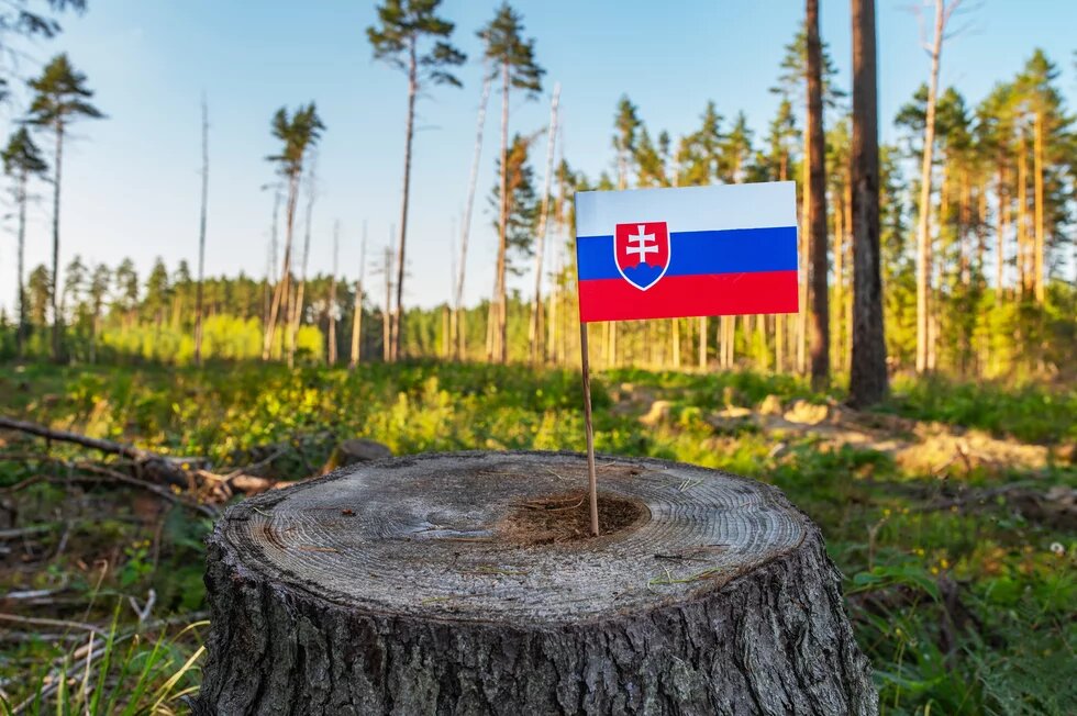 Ekologická katastrofa, odlesňování na Žilinském a Presovském. Pokácené borovice